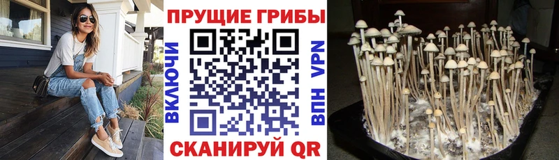 дарнет шоп  Сердобск  Псилоцибиновые грибы ЛСД 